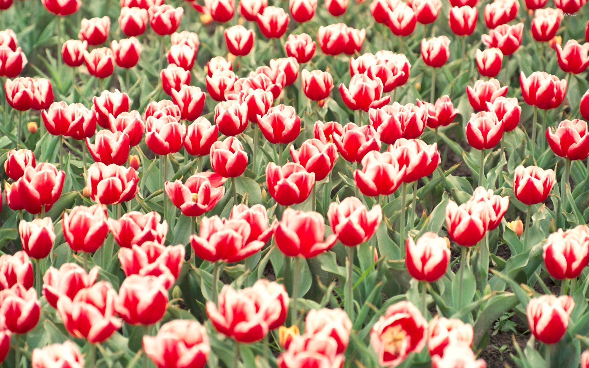 Red and white tulips on the field wallpaper wallpaper