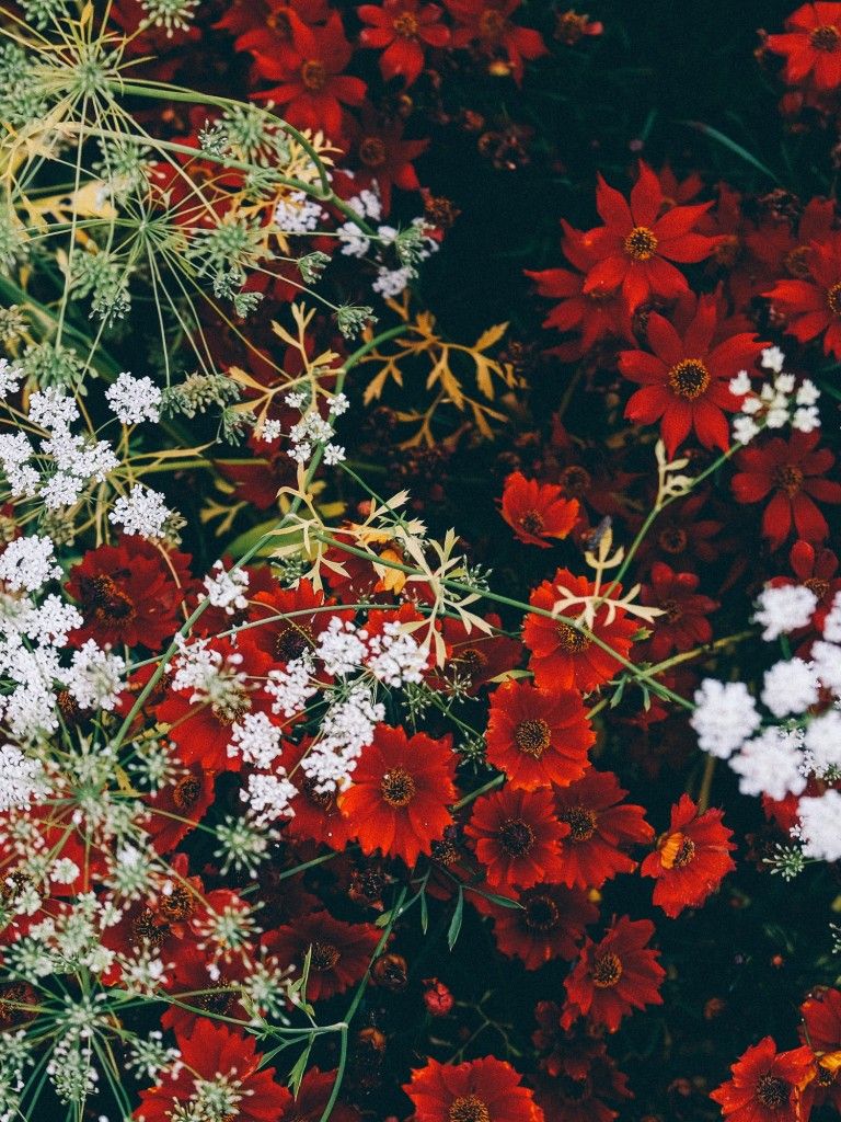 Red flowers 4K Wallpaper, White Flowers, Blossom, Floral, Closeup, Flower garden, Aesthetic, Flowers