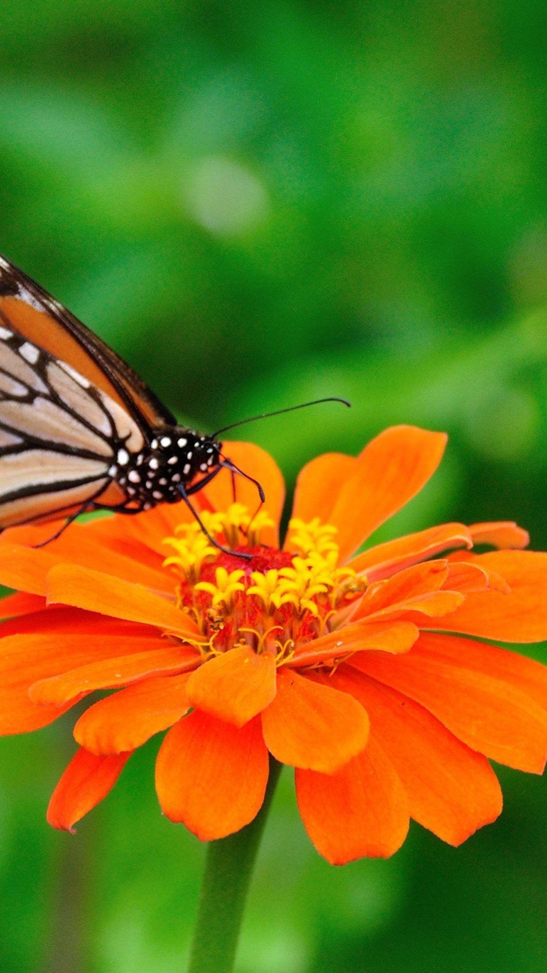 Orange Butterfly On Flower Android Wallpaper free download