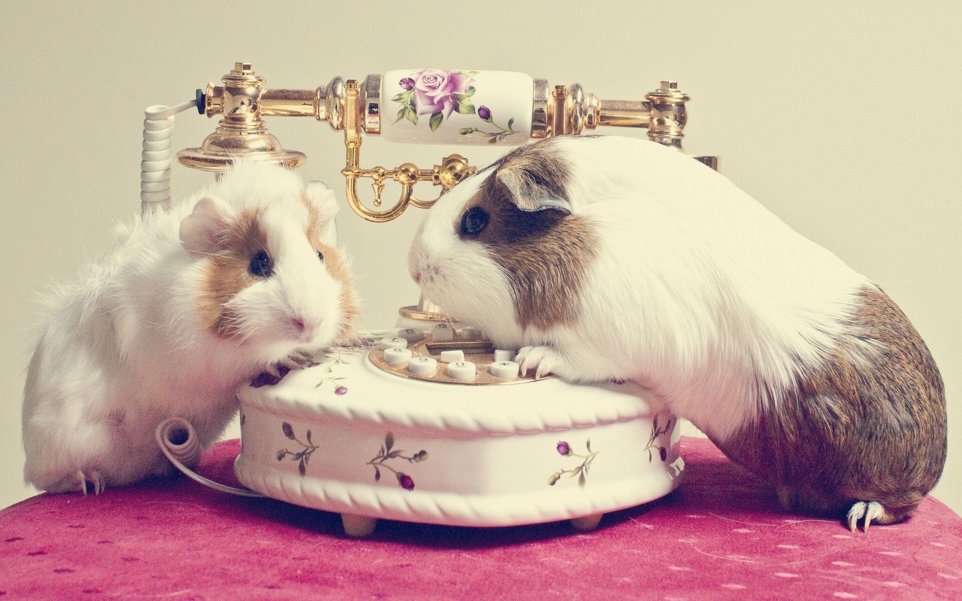 Guinea pig and cat wallpapers wallpaper cave
