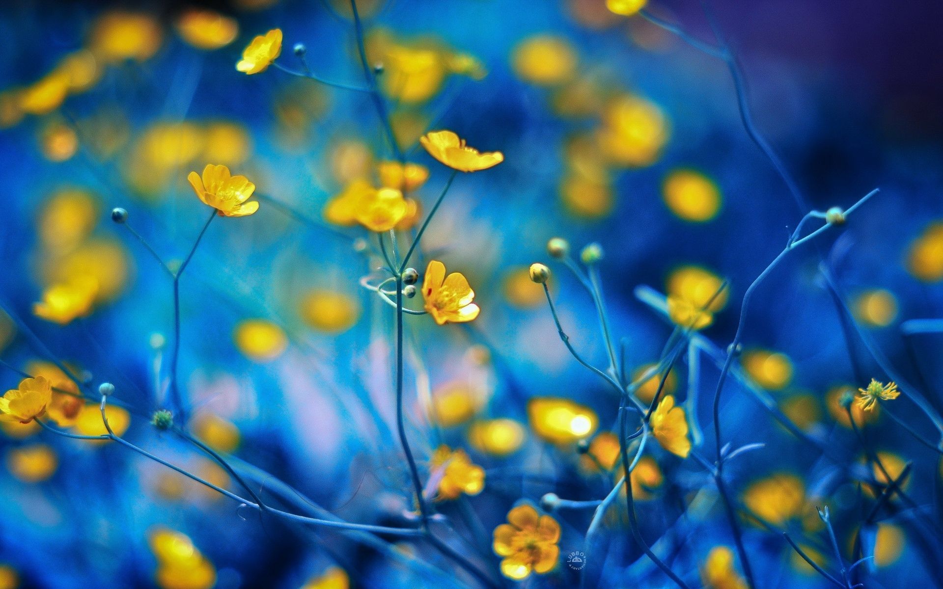 Blue and Yellow Flowers Wallpaper Free Blue and Yellow Flowers Background
