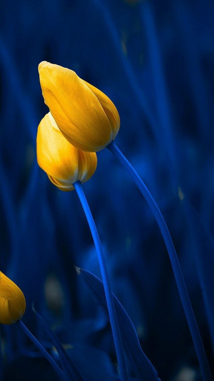 Yellow And Blue Flowers Wallpapers - Wallpaper Cave