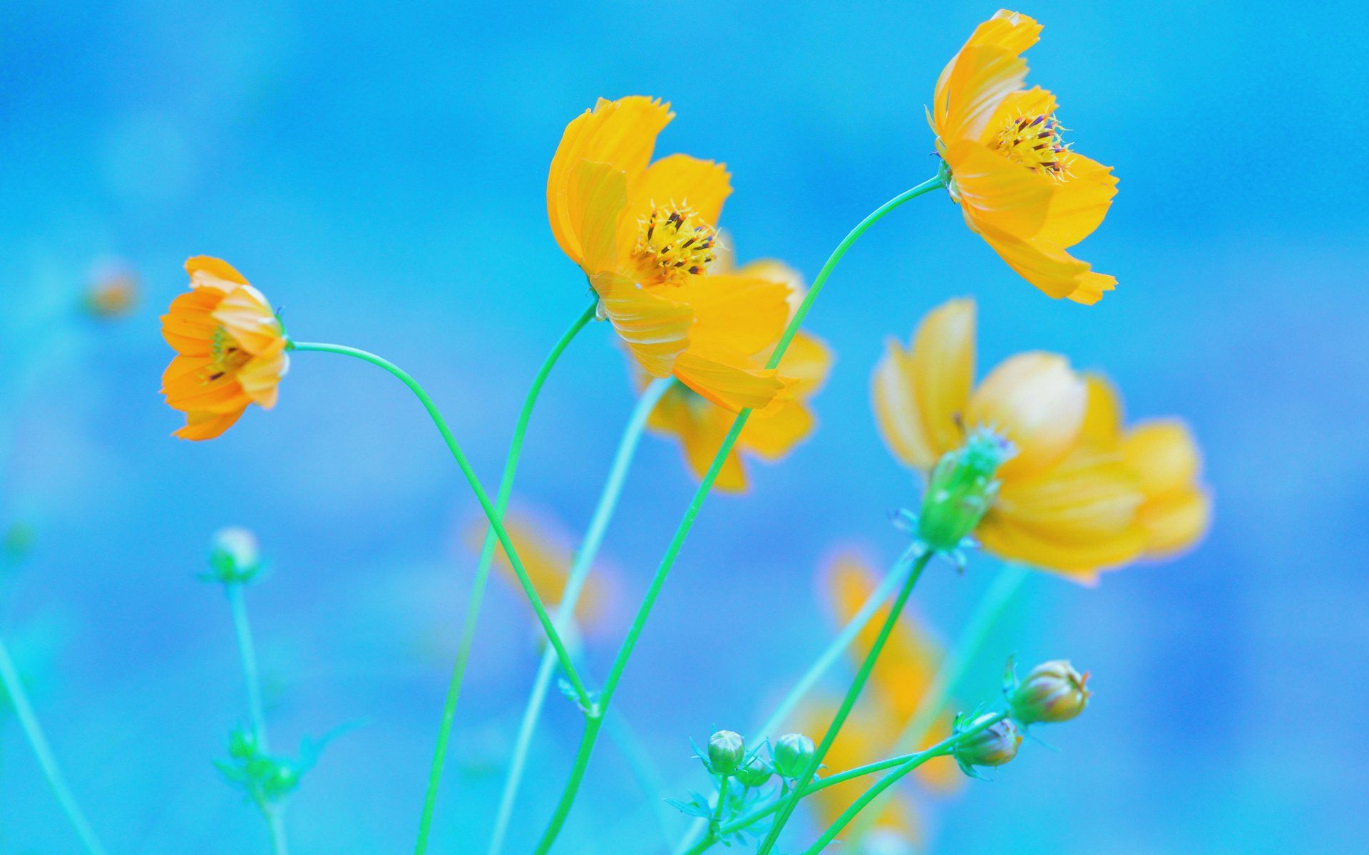 Free download Blue Background Yellow Flowers HD Wallpaper [1920x1200] for your Desktop, Mobile & Tablet. Explore Blue Flower Wallpaper Background. Free Pink Flower Wallpaper, Flower Wallpaper for Walls, Blue