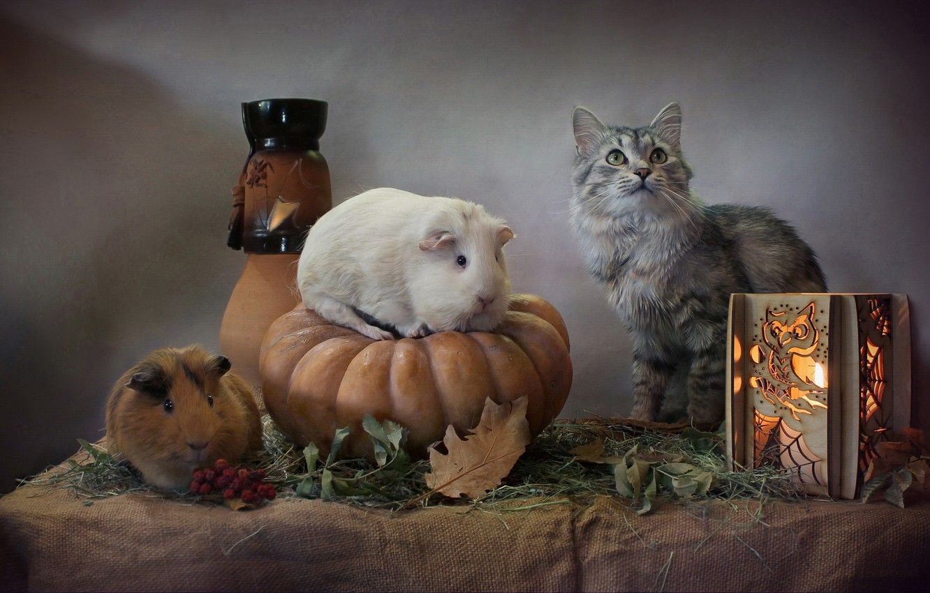 Wallpaper cat, leaves, lantern, pumpkin, Halloween, Guinea pigs, Svetlana Kovaleva, Нalloween image for desktop, section животные