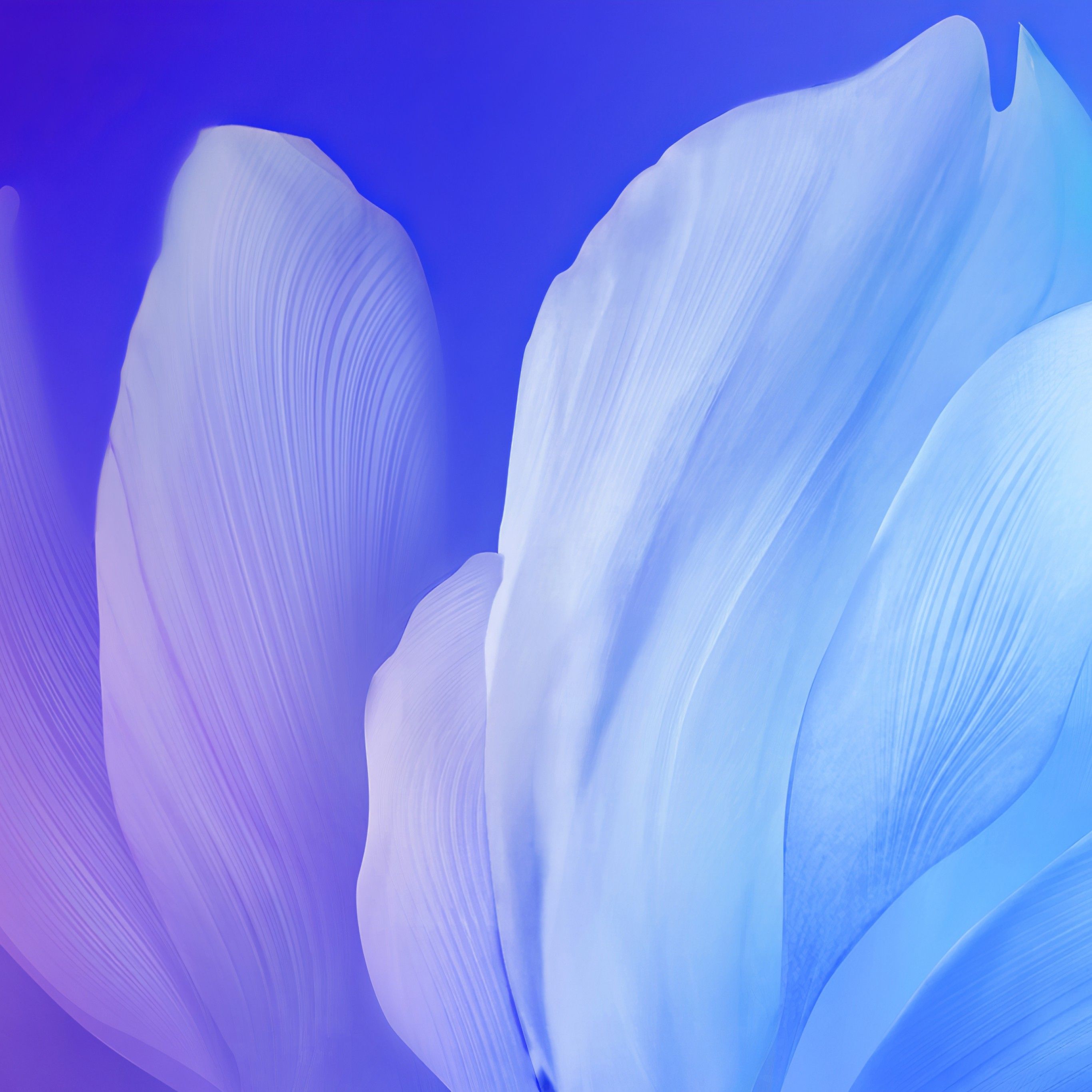 Blue flower 4K Wallpaper, Gradient, Vivo Stock, Android Flowers