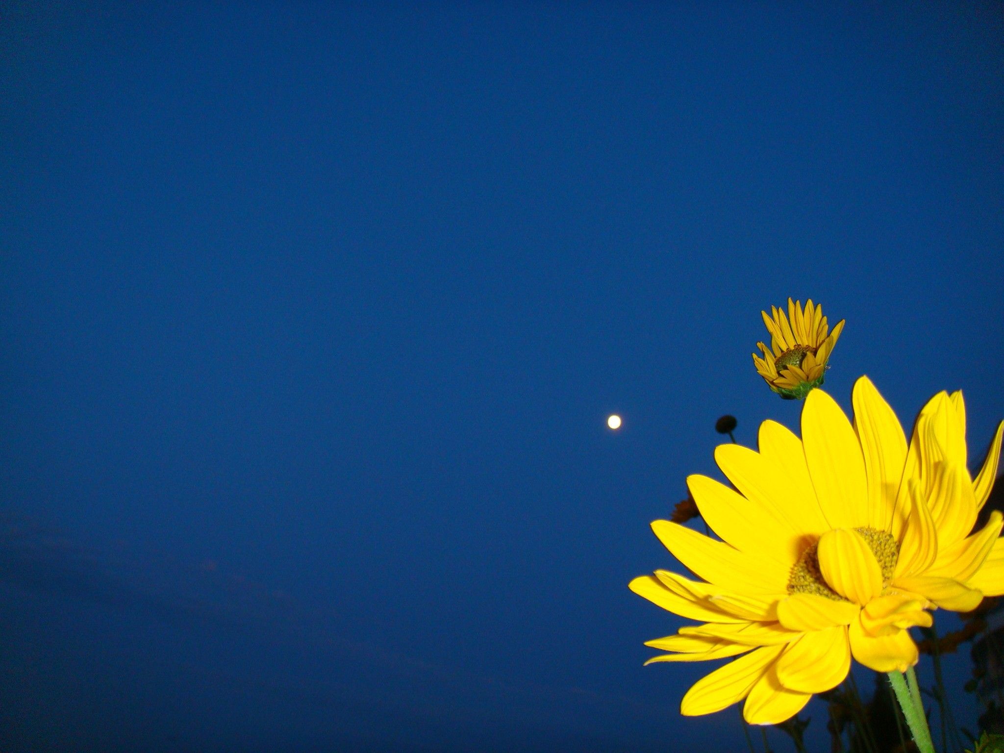 Yellow flower on a dark blue background Desktop wallpaper 1366x768
