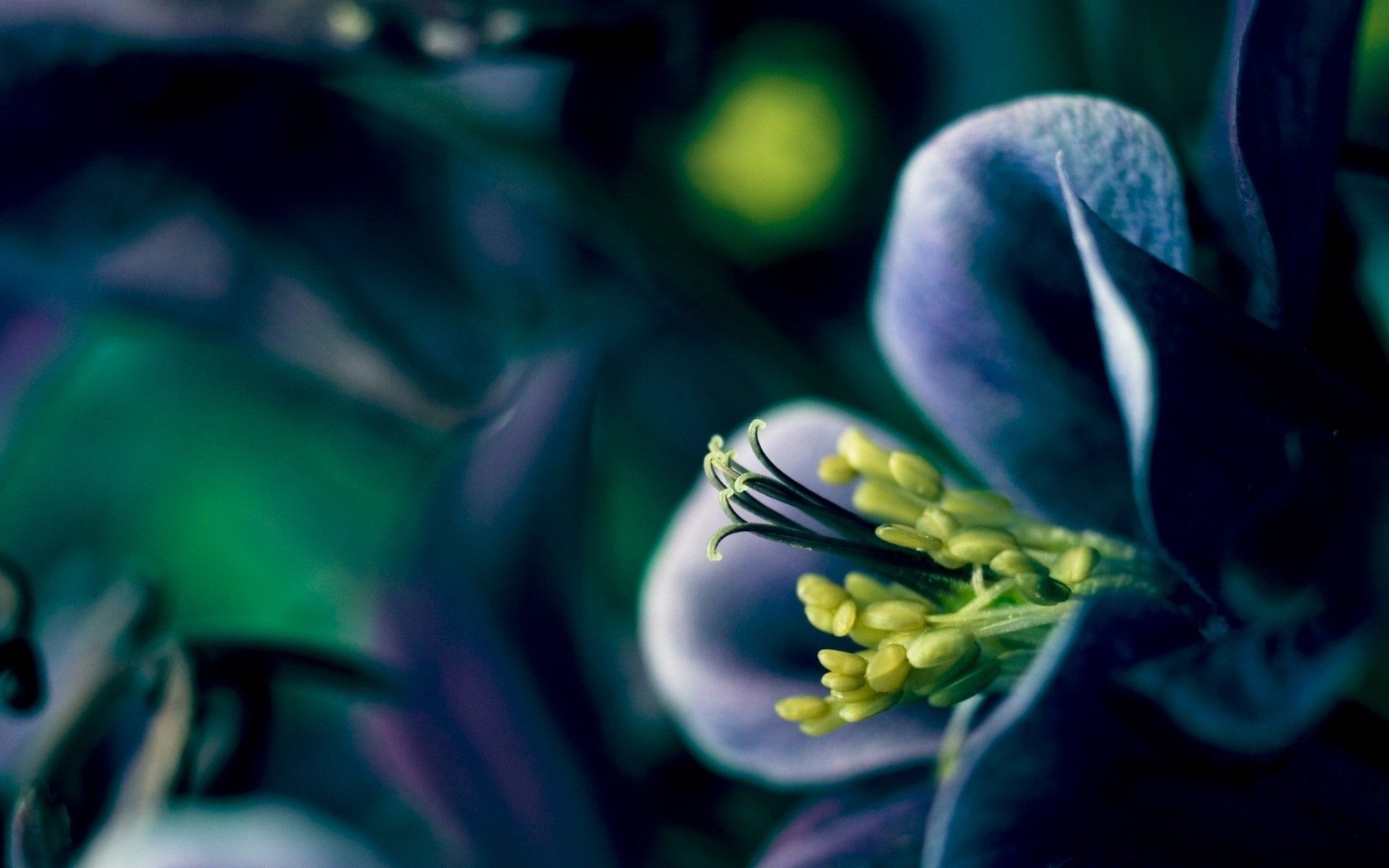 Wallpaper, nature, green, yellow, blue flowers, color, leaf, flower, flora, hand, darkness, petal, 1920x1200 px, computer wallpaper, land plant, flowering plant, close up, macro photography 1920x1200