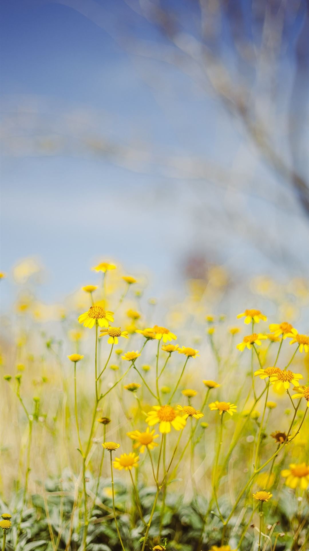 yellow flower field under blue sky during daytime iPhone 8 Wallpaper Free Download