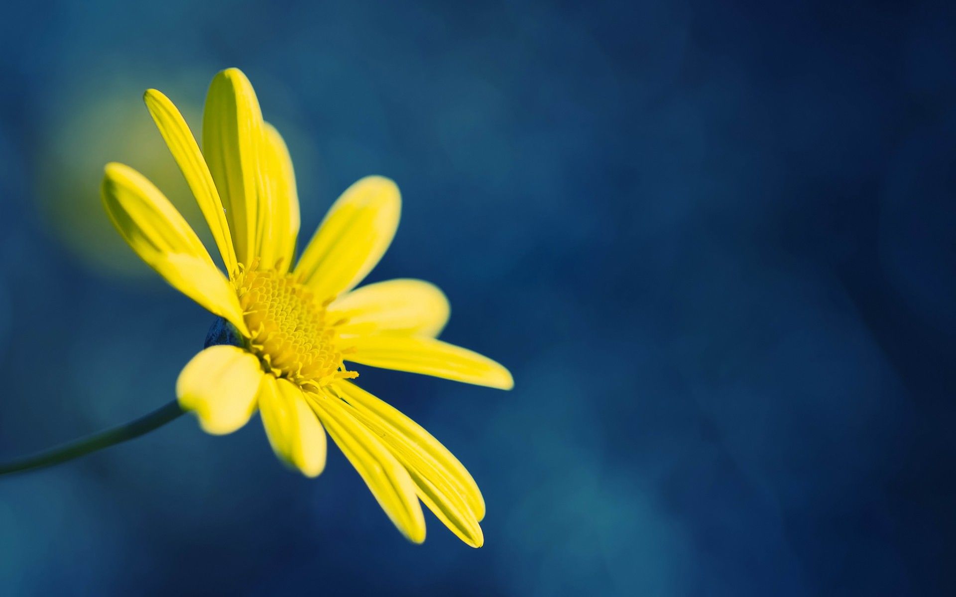 Yellow Flower on Blue Background wallpaper. Yellow Flower on Blue Background