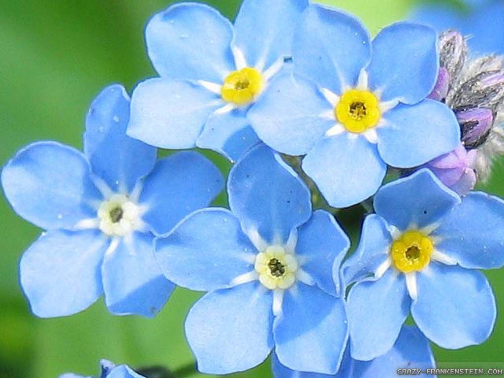 Light Blue flowers wallpaper