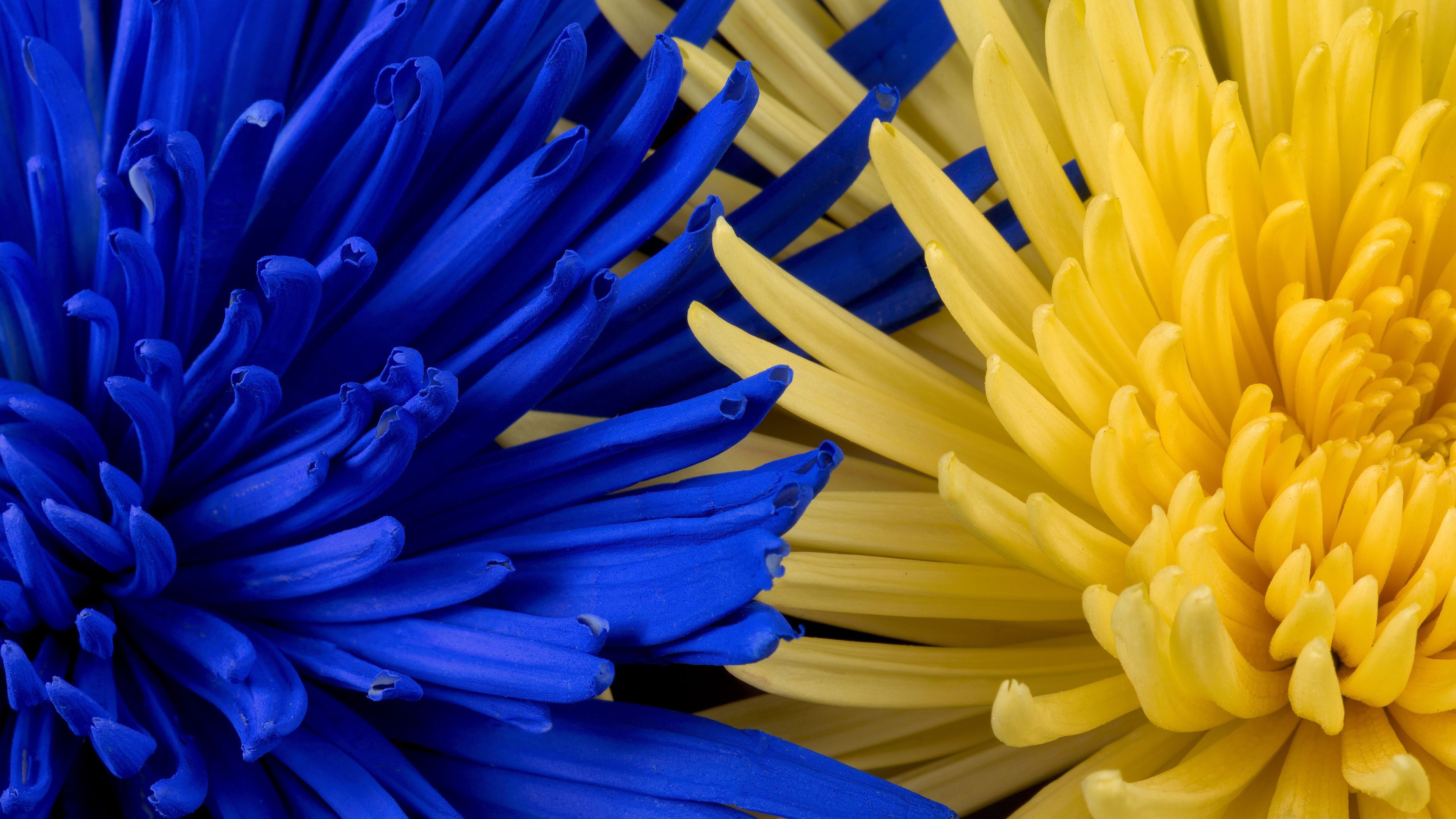Flowers Blue Yellow Petals 4K HD Wallpaper