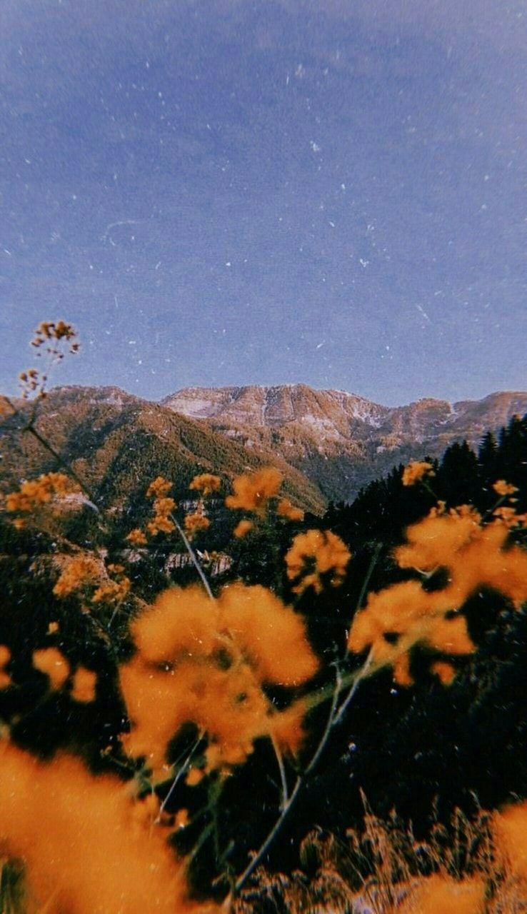 Aesthetic wallpaper Moon vale Flower