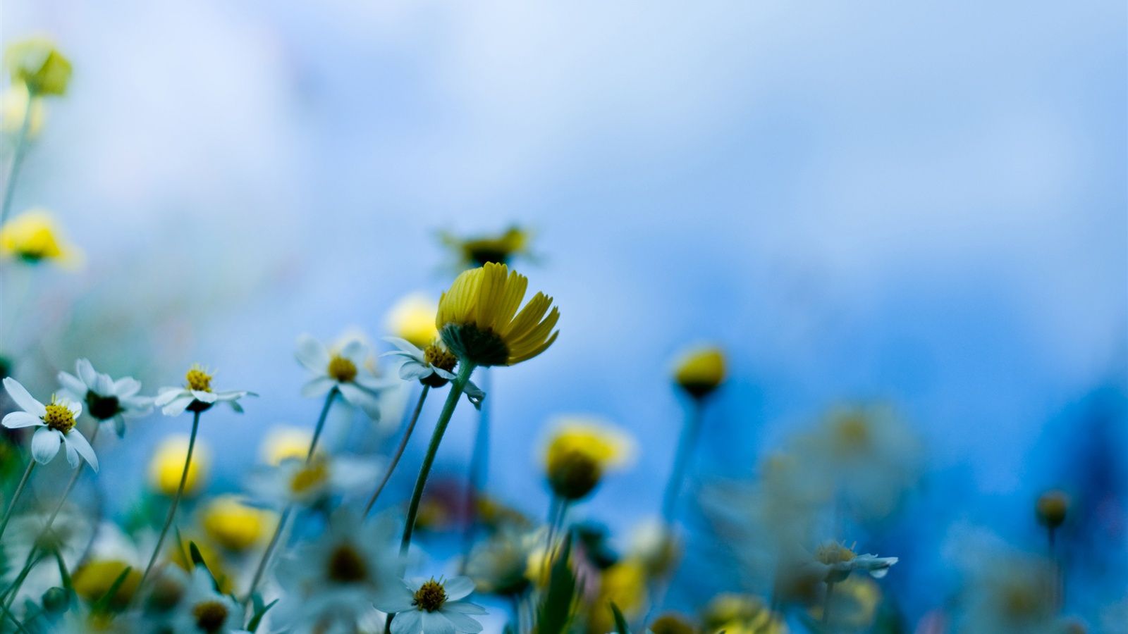Blue Background Of Yellow Flowers 750x1334 IPhone 8 7 6 6S Wallpaper, Background, Picture, Image