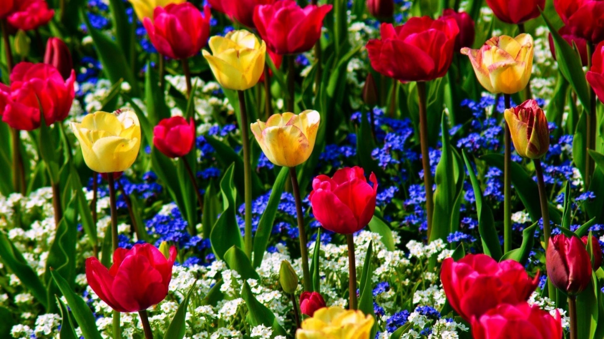 Tulips, Forget Me, Flowers Blue Yellow Flowers HD Wallpaper