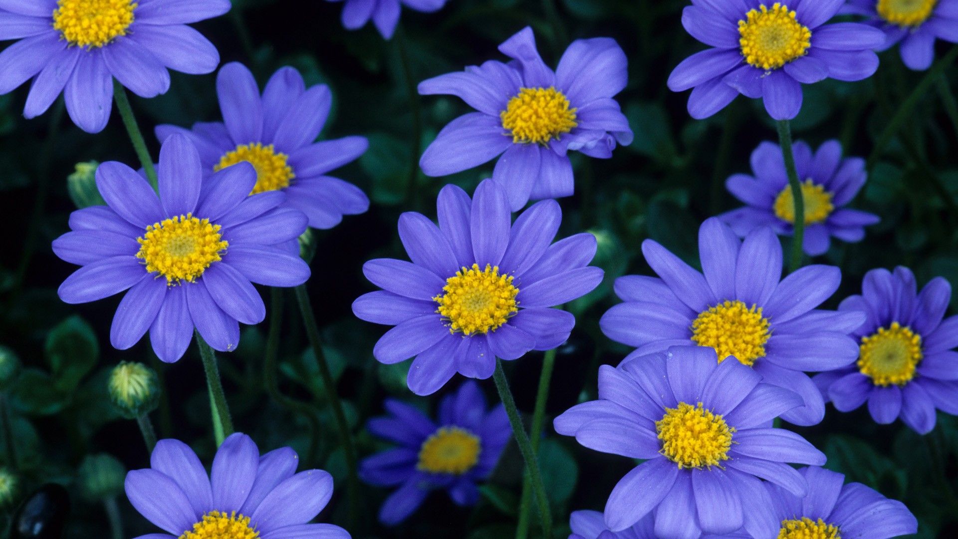Free download Blue Flowers Wallpaper 1920x1080 Blue Flowers [1920x1080] for your Desktop, Mobile & Tablet. Explore Blue Flowers Wallpaper. Free Flower Wallpaper, Blue Wallpaper with White Flowers, Flowers Wallpaper