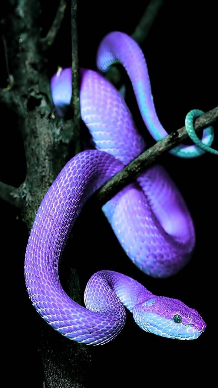 blue purple viper snake