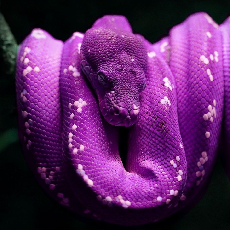 Purple snake. Snake wallpaper, Dark purple aesthetic, Purple snake