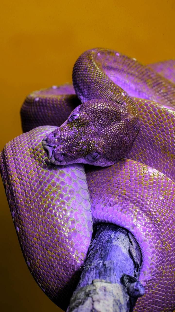 Purple snake by georgekev. Snake wallpaper, Pretty snakes, Cute snake
