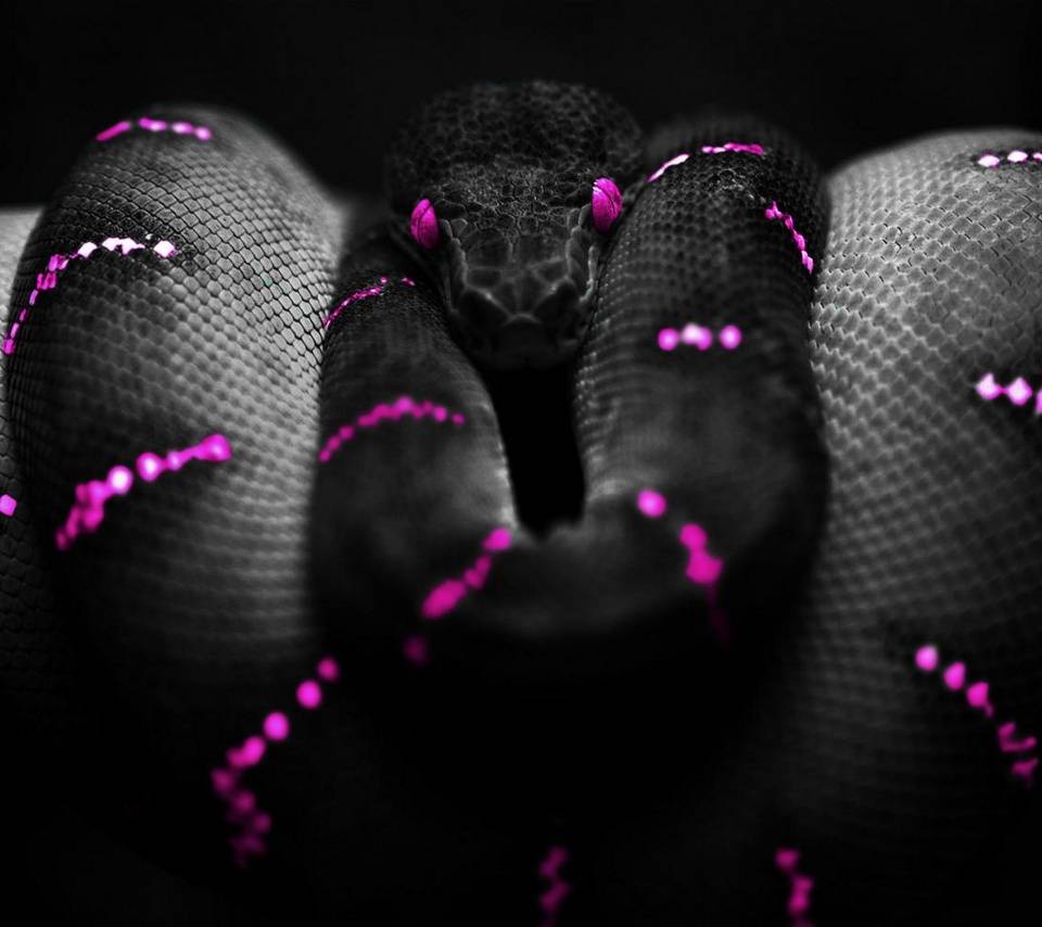 Purple Snake wallpaper
