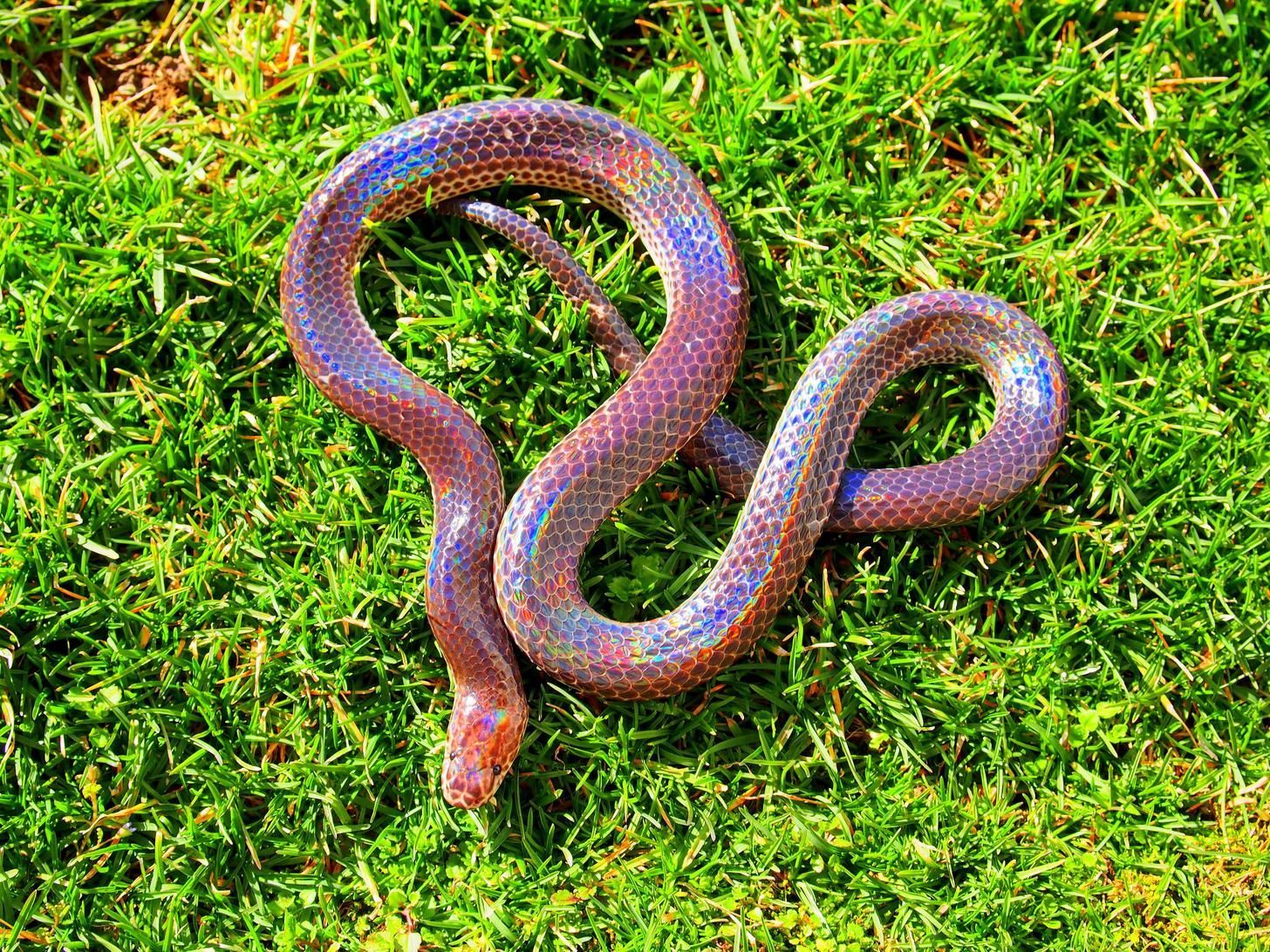 Sunbeam Snake #nature #Photography #Makeup #Quotes #Light #Art #Aesthetic #Forest #Beauty #Crafts #Animals #Pictu. Pretty snakes, Colorful snakes, Snake wallpaper