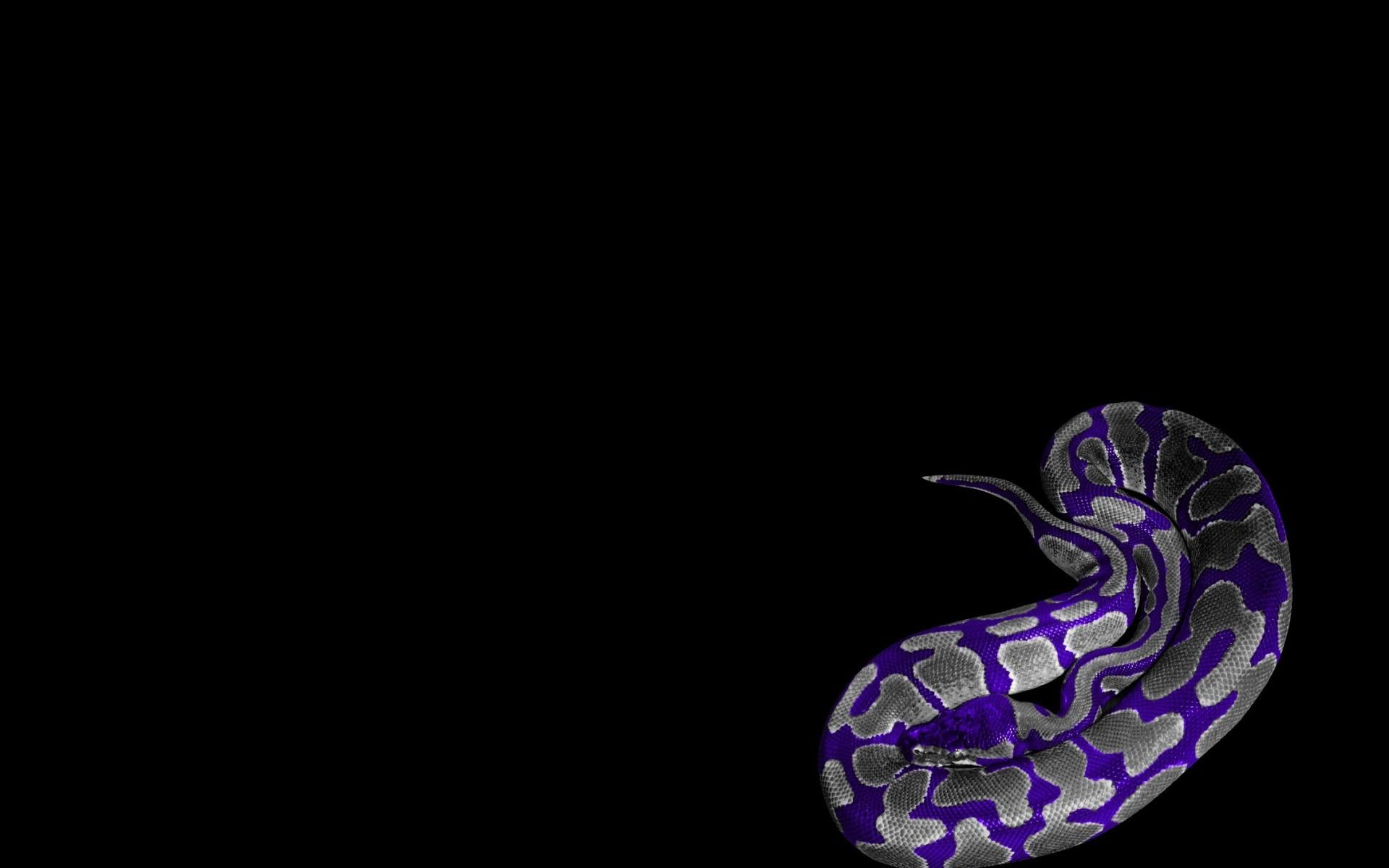 Purple Snakes Wallpapers  Wallpaper Cave