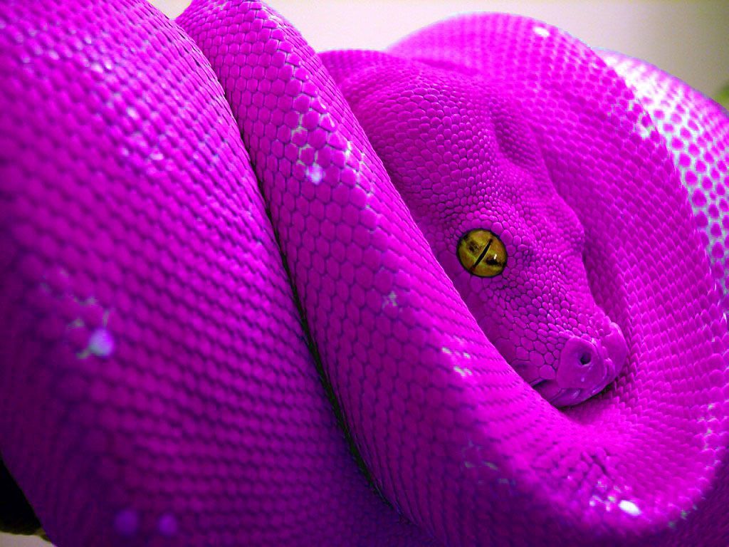 Dark Purple Snake 1440x3040  9GAG