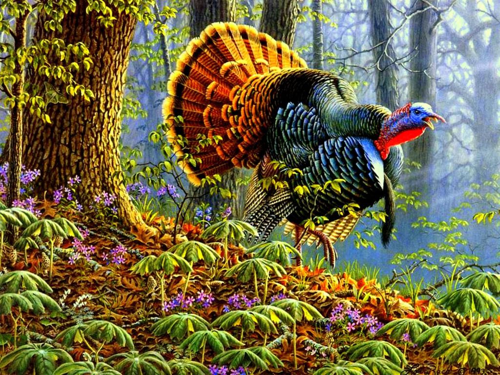 spring turkey hunting wallpaper