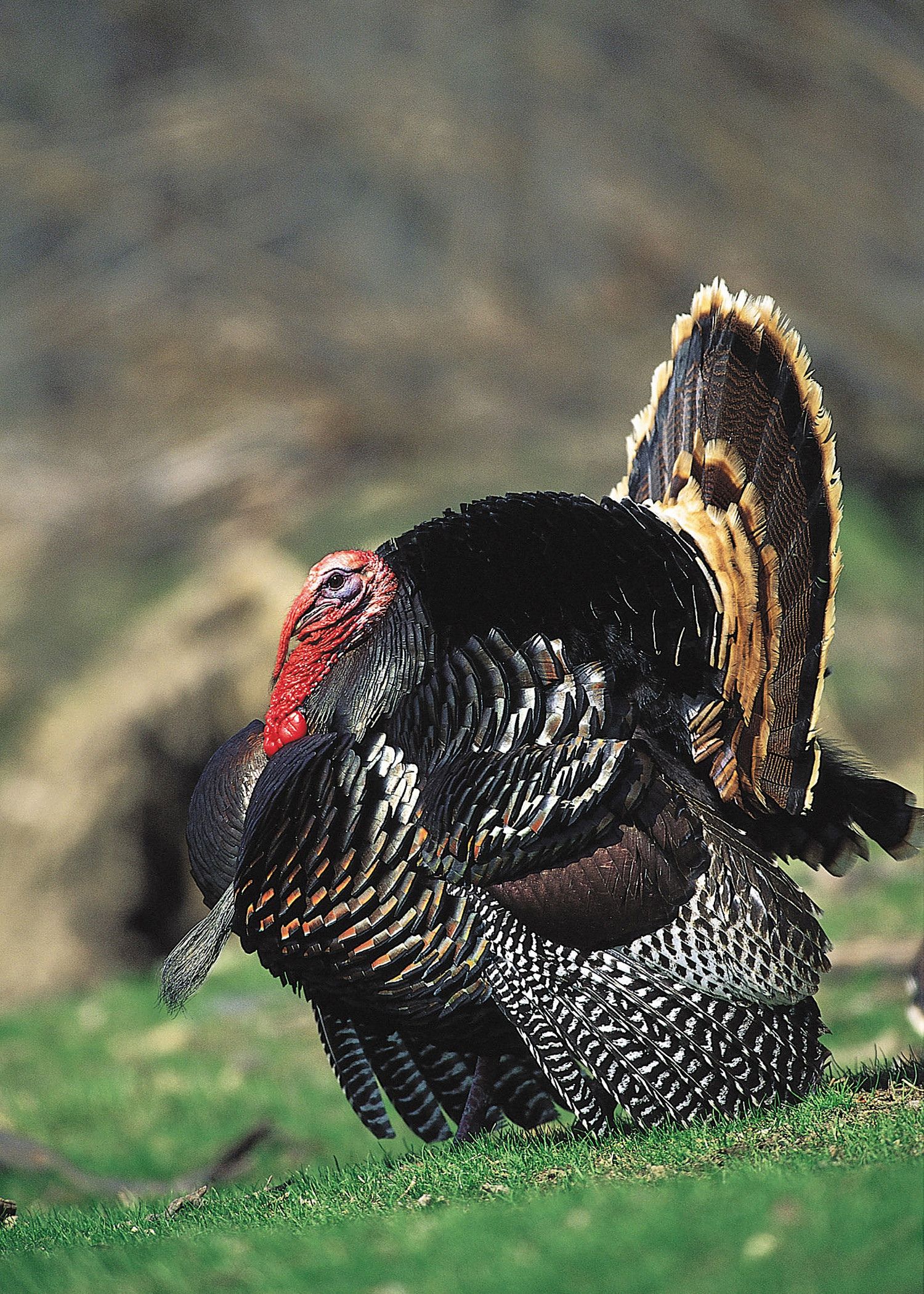 Wild Turkey Desktop Background Spring