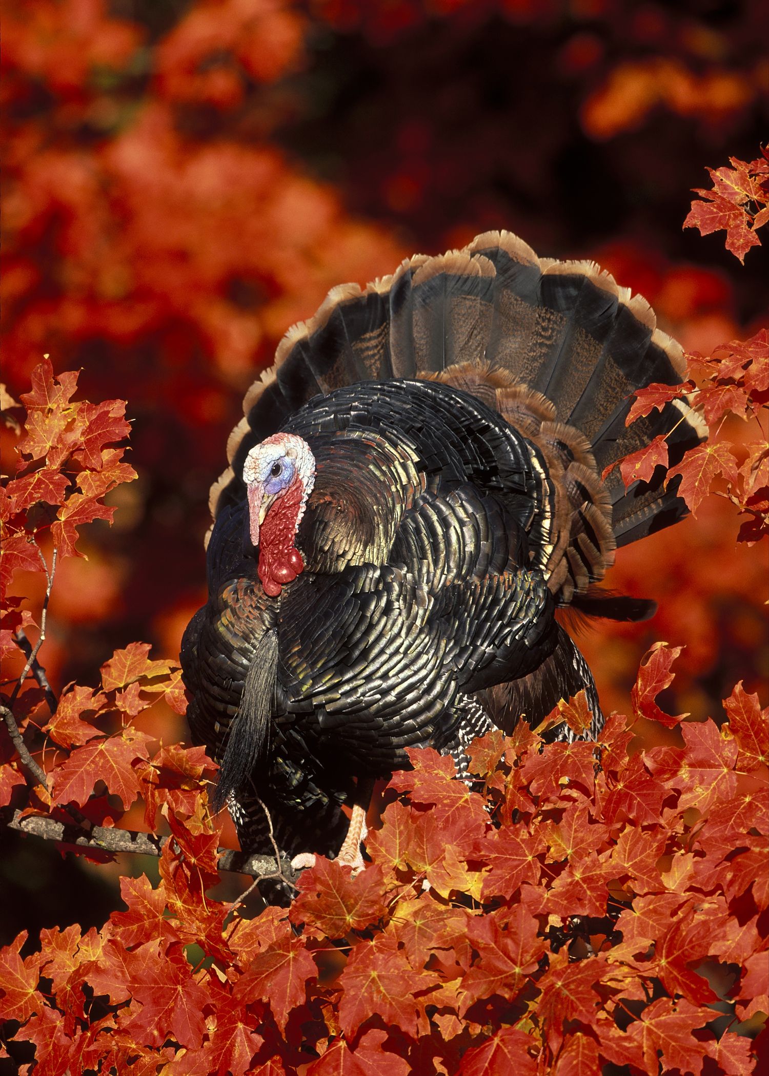 Wild Turkey Desktop Background