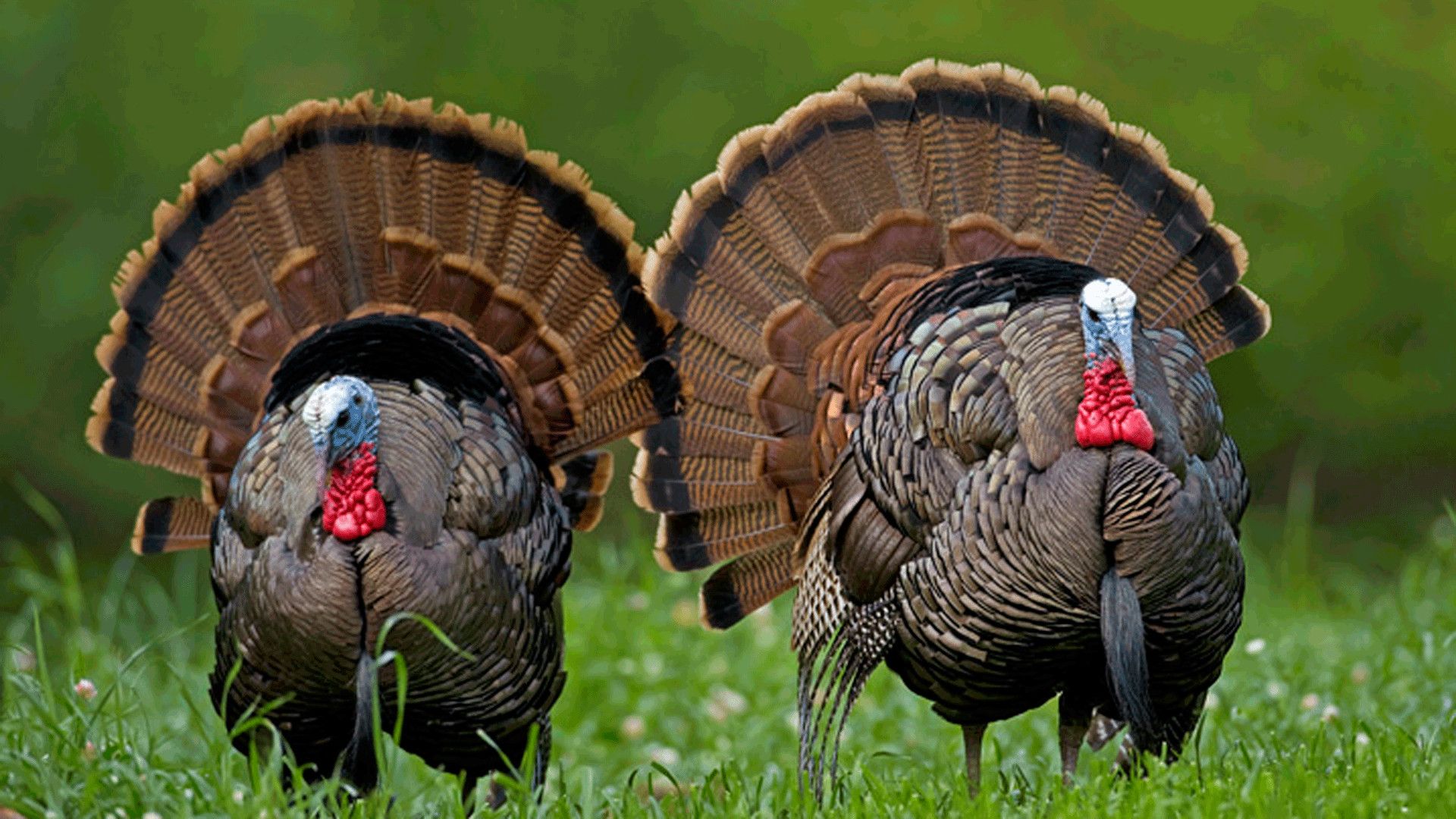 turkey wallpaper, wild turkey, domesticated turkey, turkey, bird, galliformes