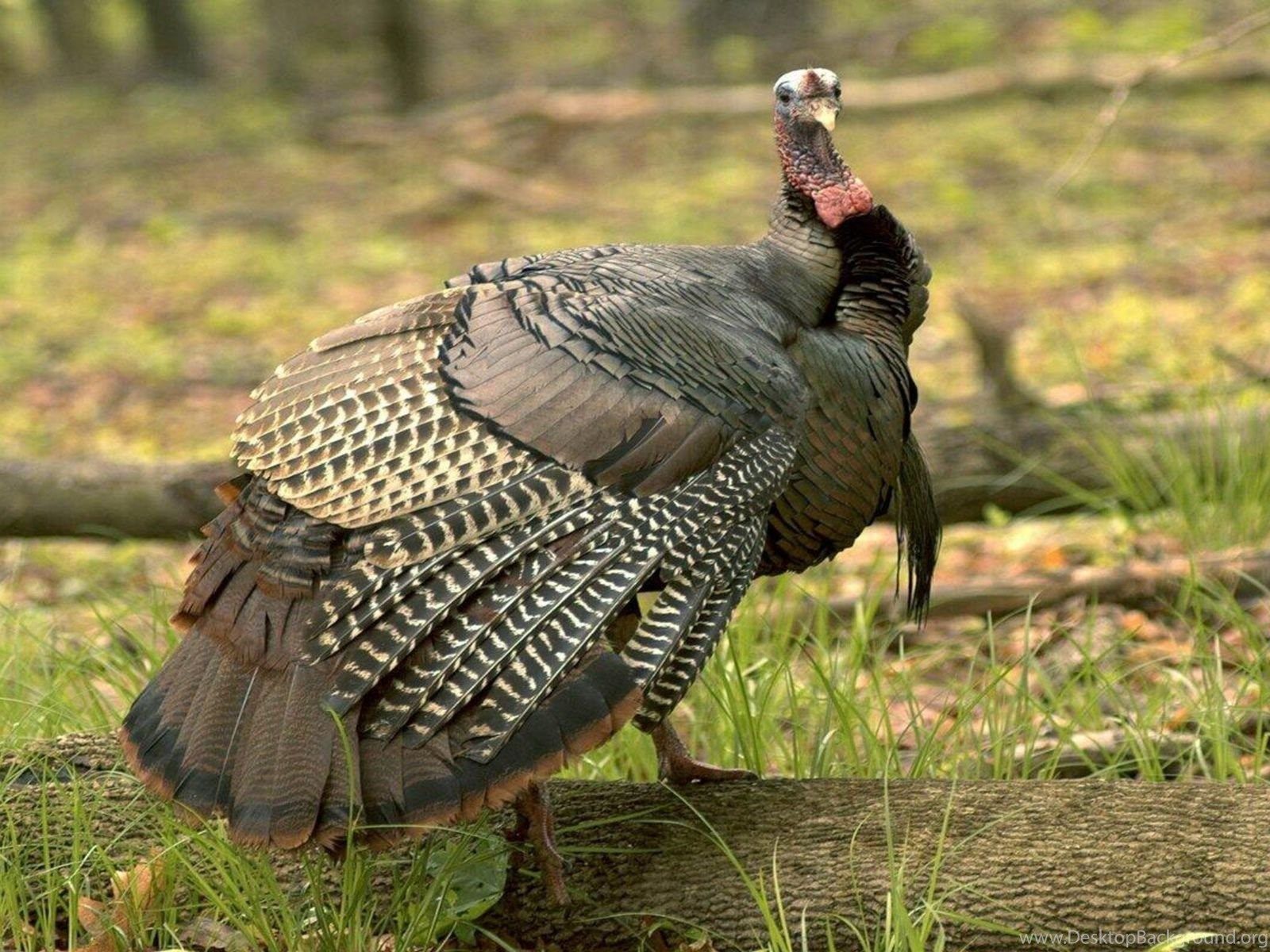 Wild Turkey In Its Natural Habitat Wallpaper Photo. Desktop Background