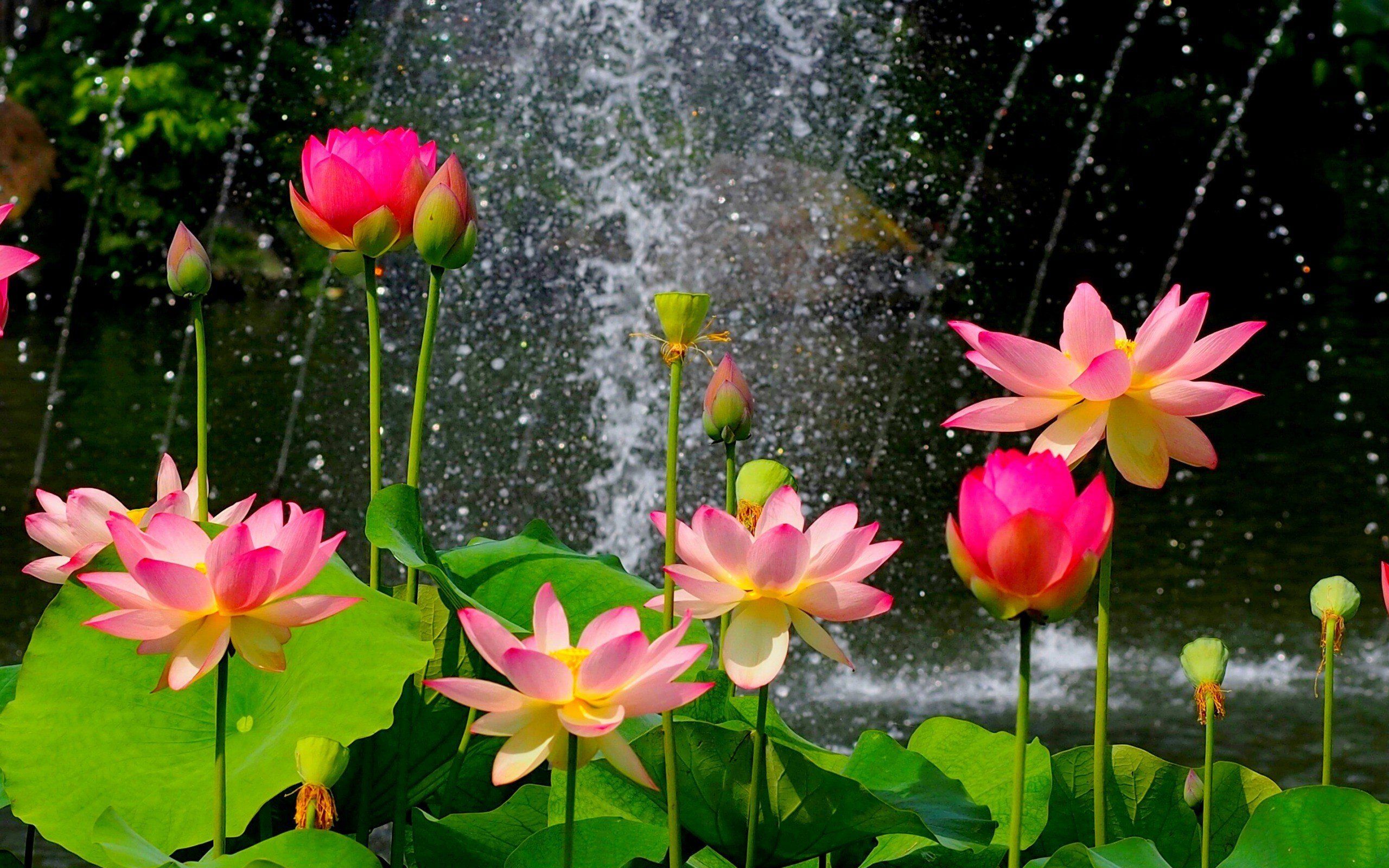 Lotus Flower Garden Wallpaper Free Lotus Flower Garden Background