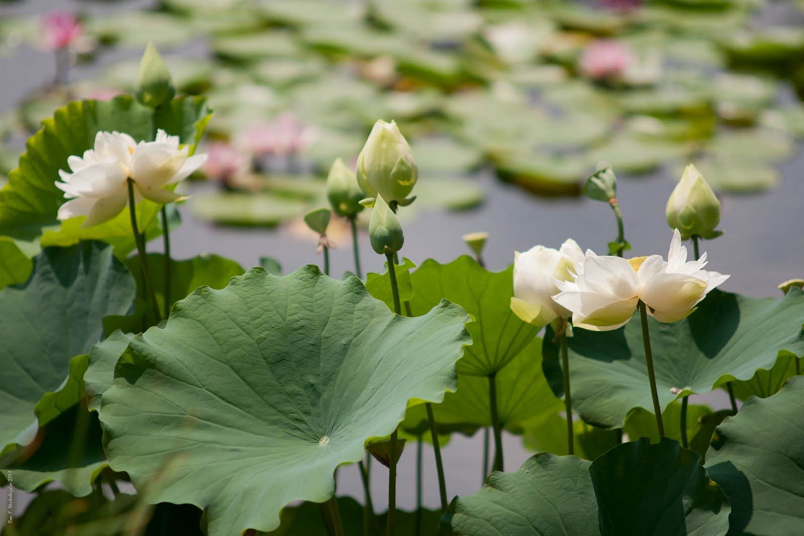 Lotus Garden Wallpaper