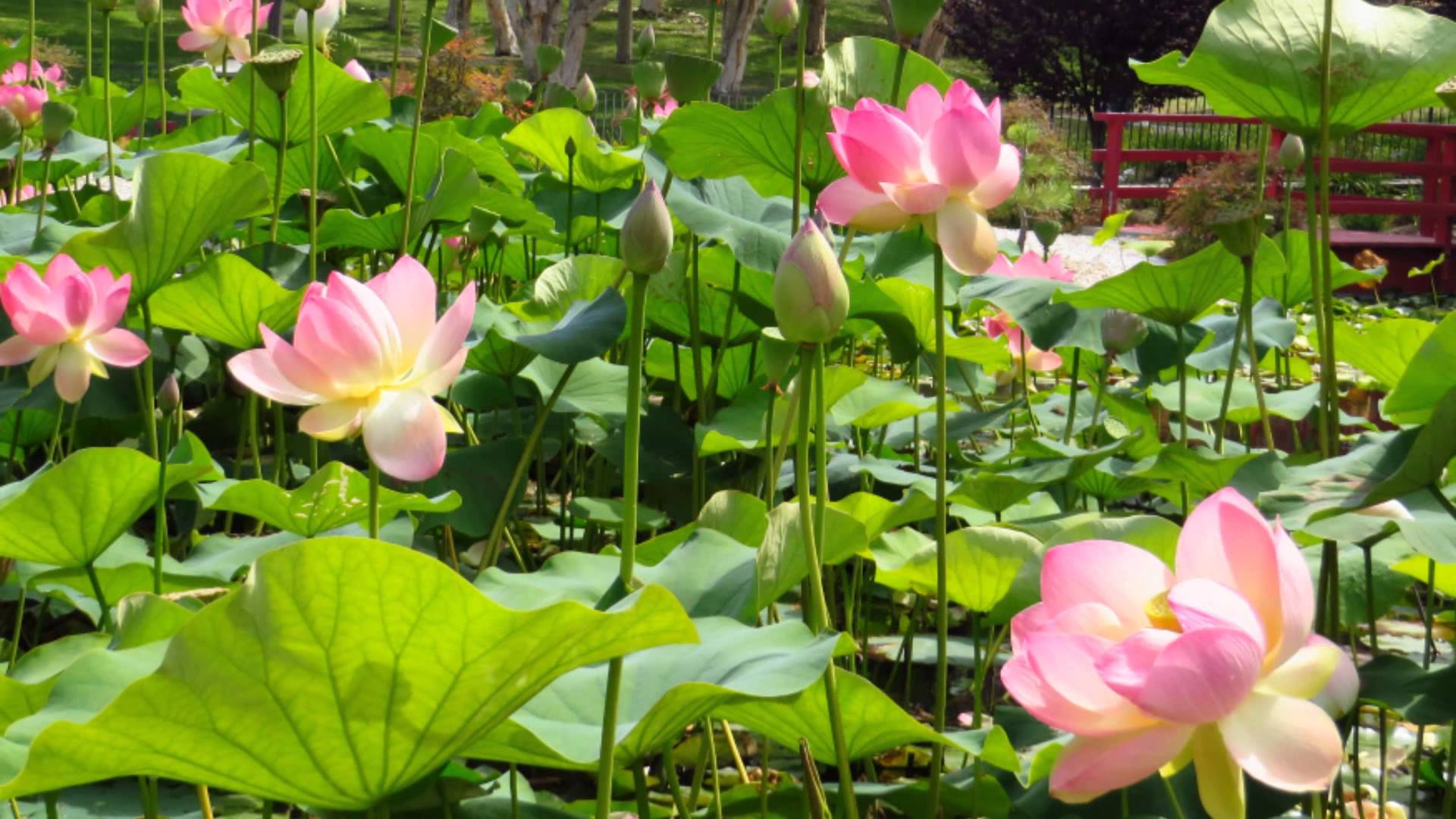 Japanese Lotus Wallpaper