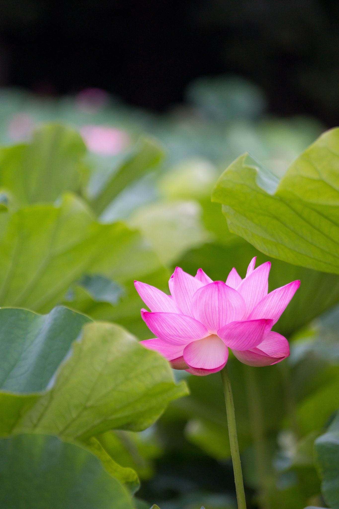 Lotus Garden. Lotus garden, Pink flowers, Flowers