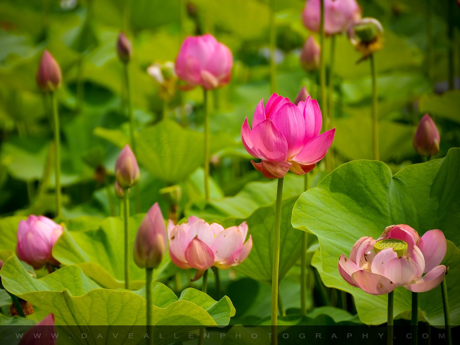 Free download Pink Lotus Flowers Desktop Wallpaper Floral Photography [1600x1200] for your Desktop, Mobile & Tablet. Explore Lotus Garden Wallpaper. Lotus Garden Wallpaper, Lotus Esprit Wallpaper, Lotus Wallpaper