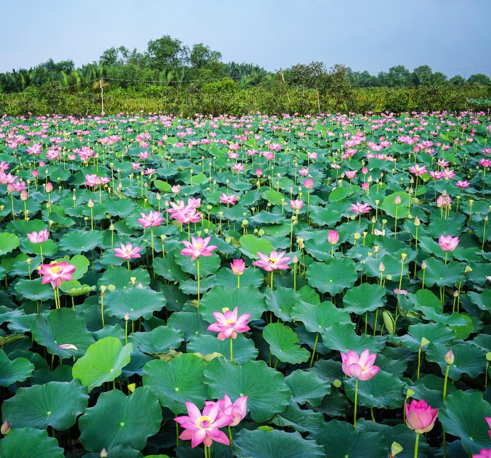 Lotus Wallpaper for Android