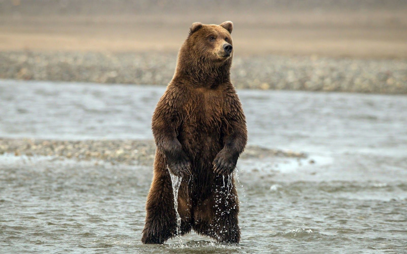 Wallpaper Zug: Big bear standing up in the river