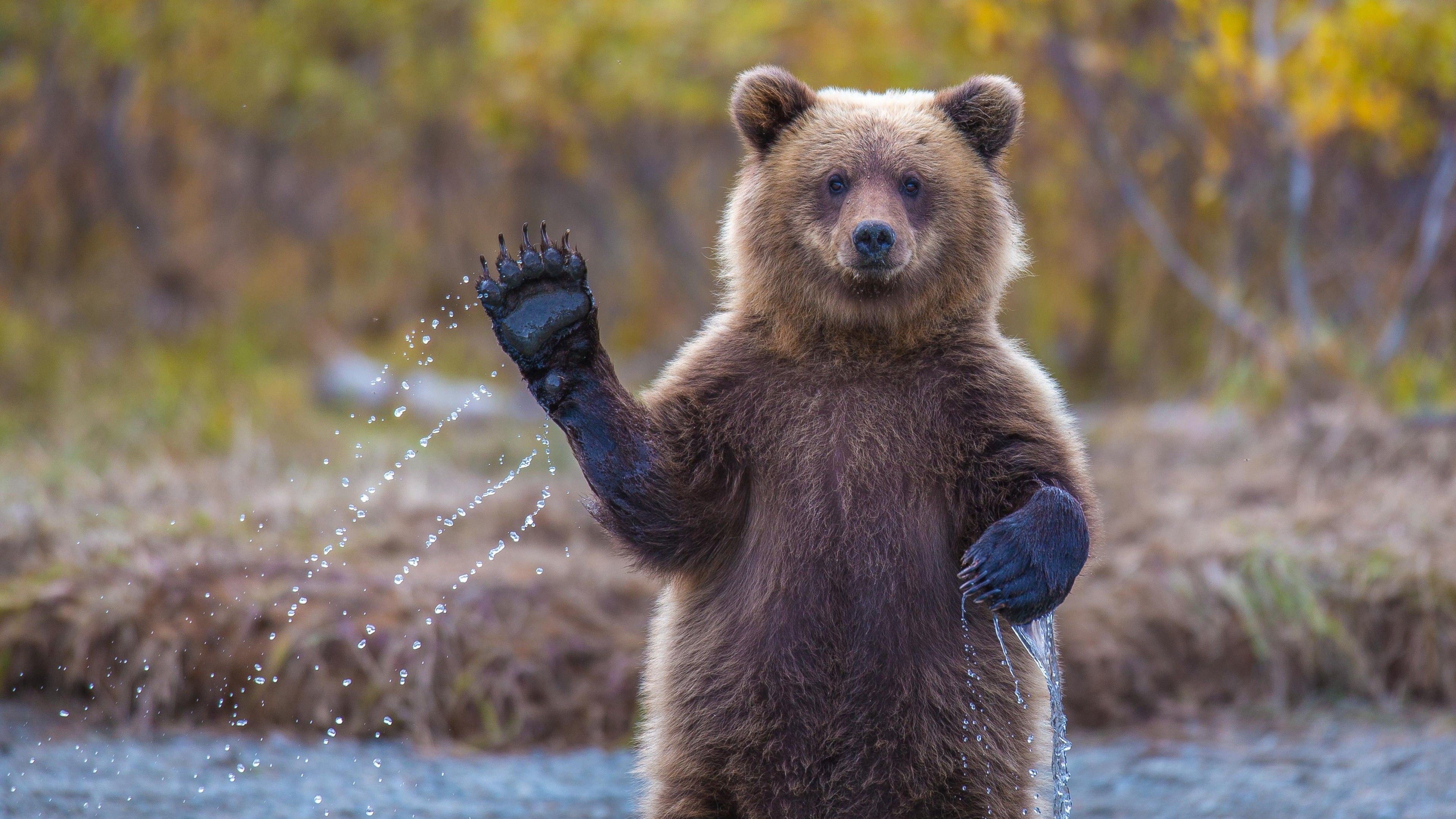 Wallpaper Bear, 4k, HD wallpaper, Hi, Water, National Geographic, Big, OS