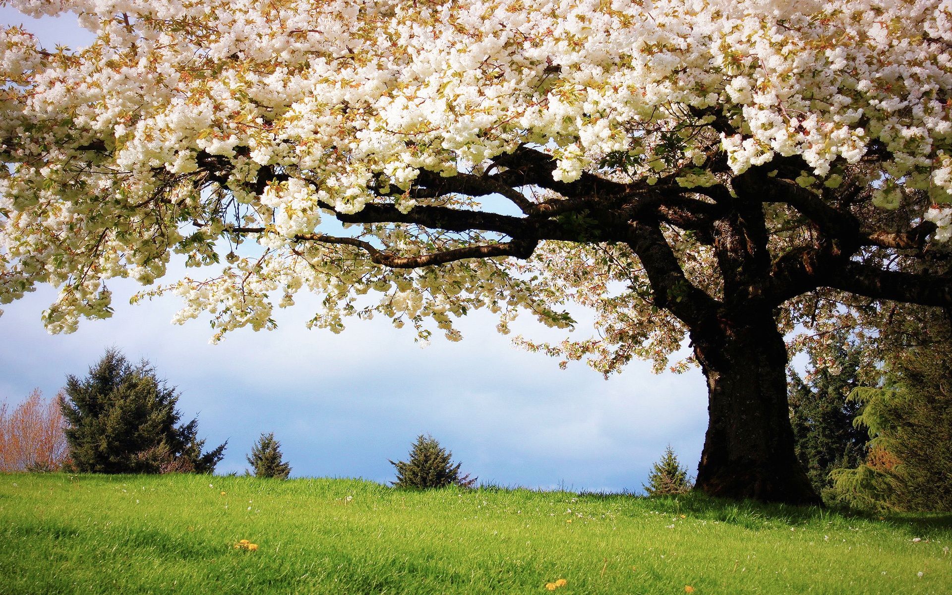 Beautiful Spring Desktop Wallpaper Trees