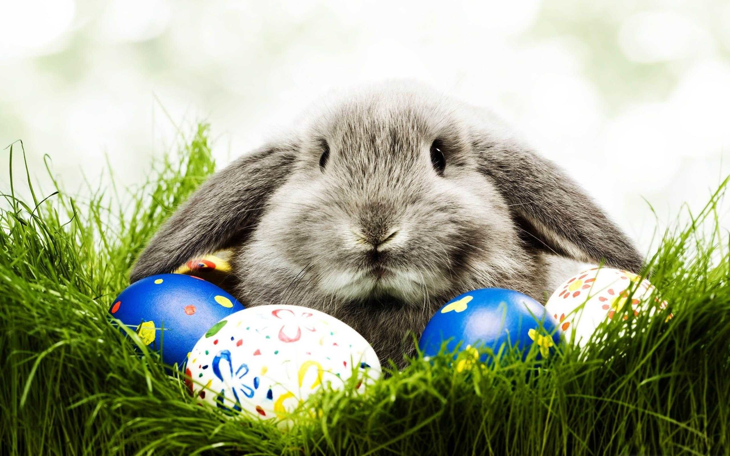 Easter Bunny Desktop Wallpaper background picture