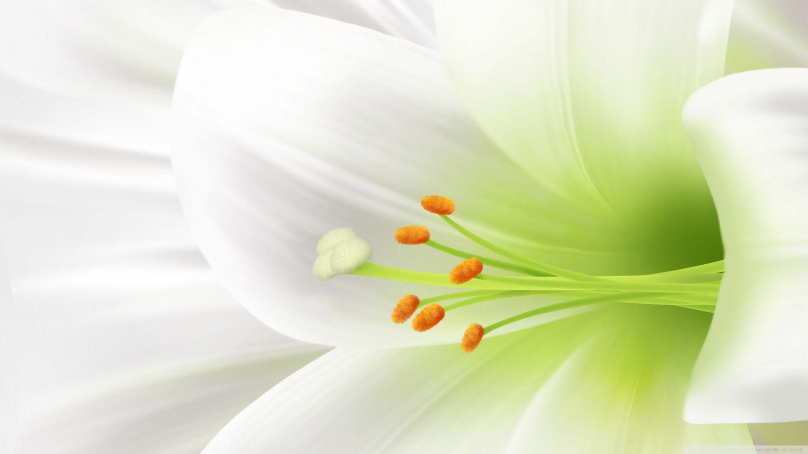 White Lily, Easter Flower Ultra HD Desktop Background Wallpaper for 4K UHD TV, Widescreen & UltraWide Desktop & Laptop, Tablet