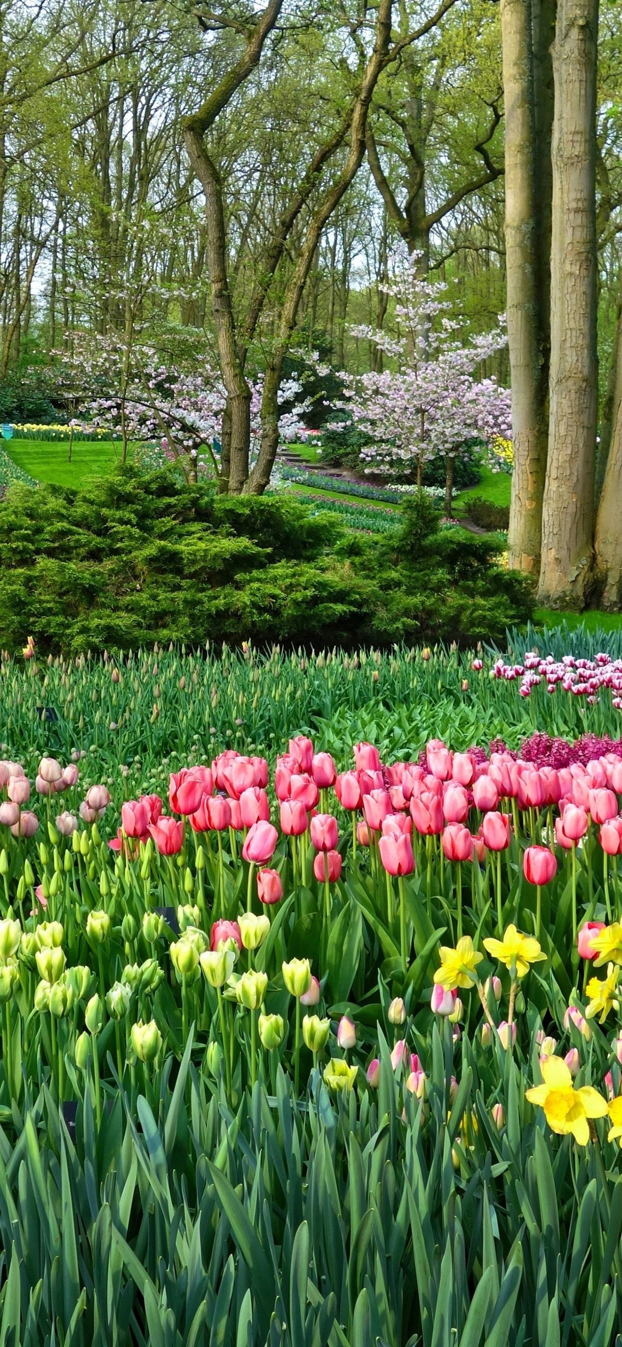Park, Many Tulips, Trees, Spring 1242x2688 IPhone 11 Pro XS Max Wallpaper, Background, Picture, Image