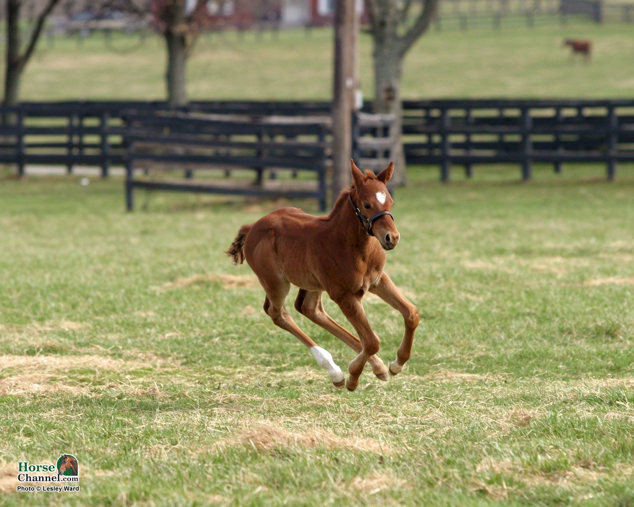 Springtime Foal Screensaver and Desktop Wallpaper