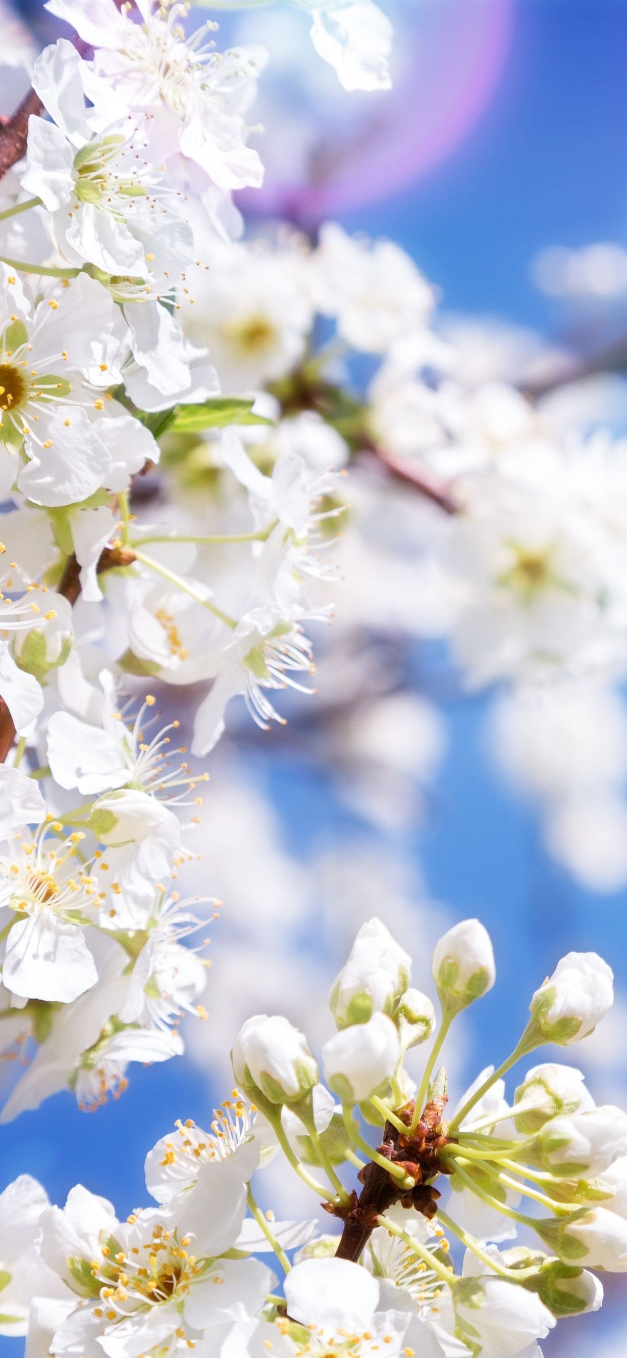 White Apple Flowers, Blossom, Spring, Sun Rays 1242x2688 IPhone 11 Pro XS Max Wallpaper, Background, Picture, Image