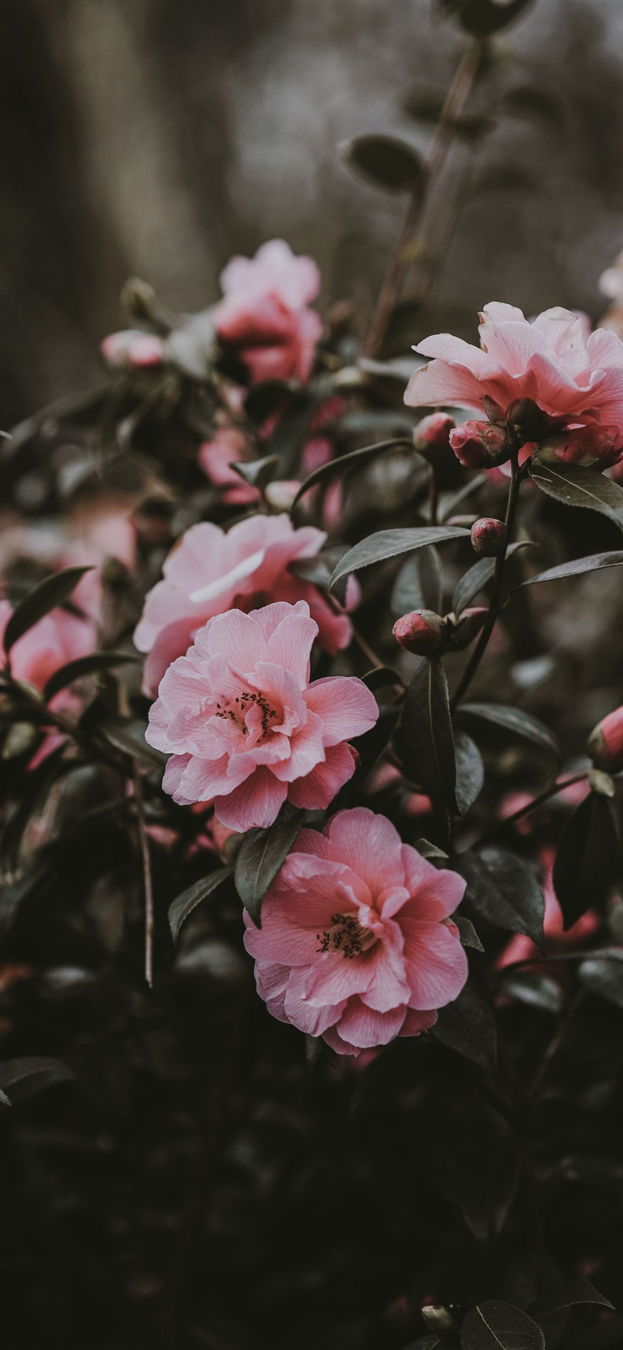 Wallpaper Pink camellia, flowers, spring 5120x2880 UHD 5K Picture, Image