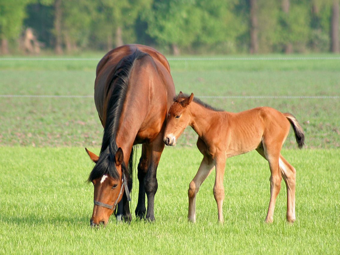 mother nature animals. Mother and Child, child, foal, horses, mother, nature, spring. Animals, Horses, Nature animals