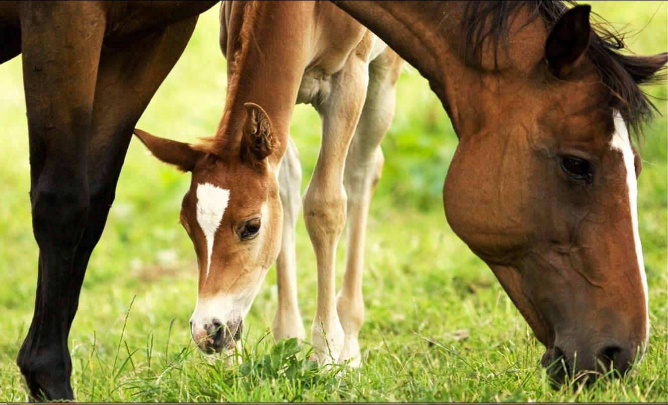 Mare and Foal. Simply Marvelous Horse World
