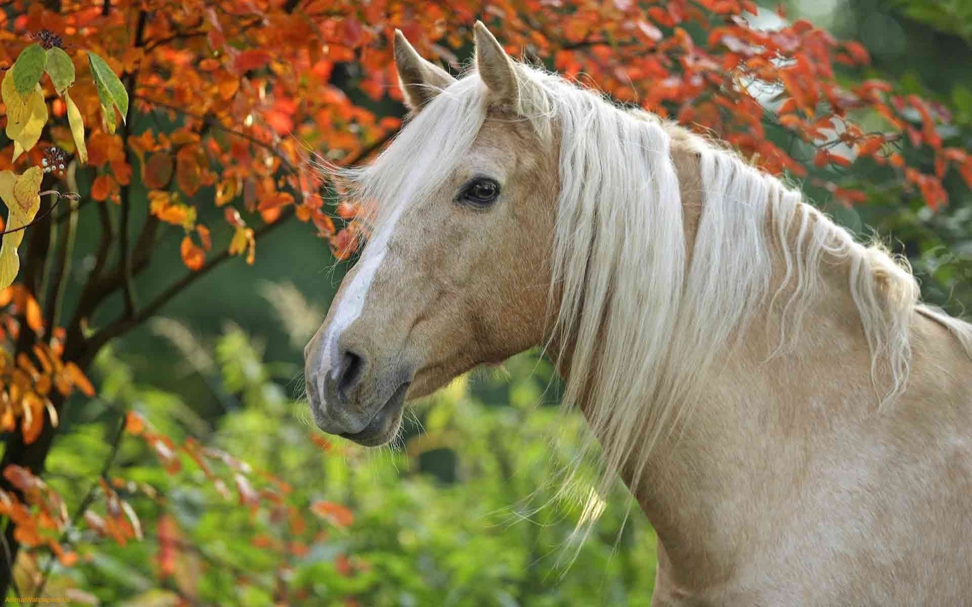 Spring Horse Wallpaper Free