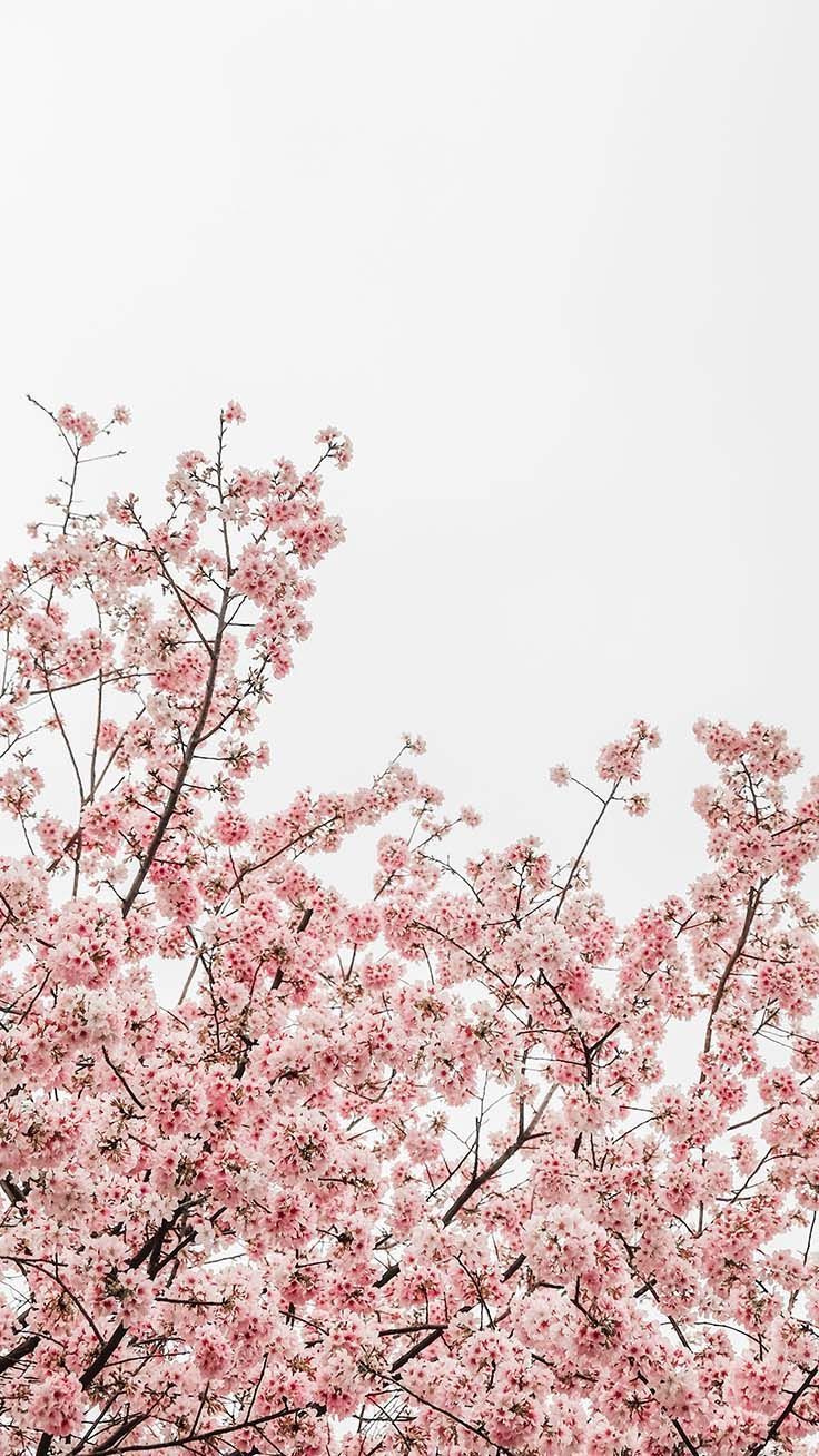 Spring Blossom iPhone Wallpaper by Preppy Wallpaper #flowerwallpaper. Spring wallpaper, iPhone wallpaper preppy, Preppy wallpaper